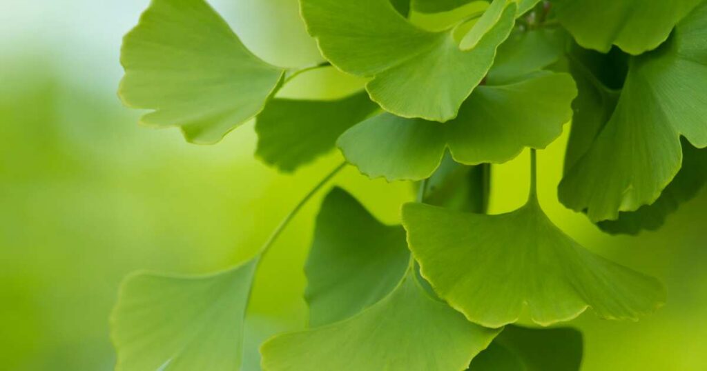 ginkgo biloba for tinnitus is made from ginkgo leaves