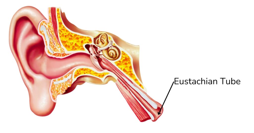 How the Eustachian tube is related to allergies and tinnitus
